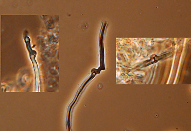 Penso a Ischnoderma benzoinum - foto 1871 (I. benzoinum)